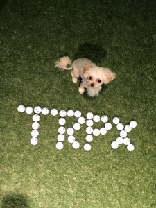 癒し犬 Intercross By Trpx